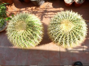 Echinocactus grusonii