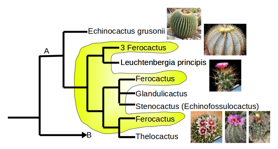 Ferocactus i similars